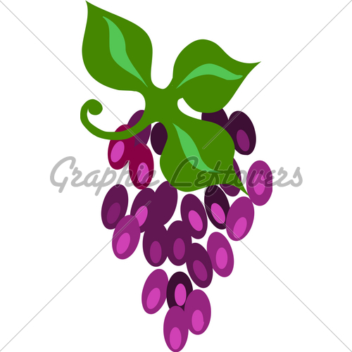 Grape Cluster Isolated On White Vector Illustration Gl Stock Images 500x500 Grape Cluster Isolated On White Vector Illustration Gl Stock Images