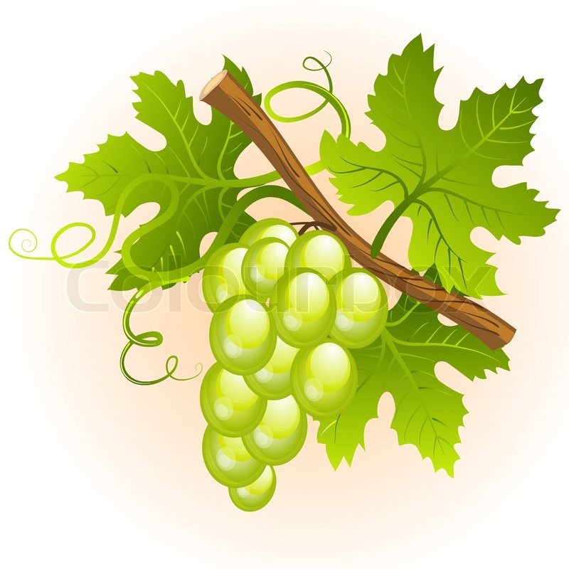 Grape Cluster With Green Leaves Stock Vector Colourbox 800x800 Grape Cluster With Green Leaves Stock Vector Colourbox
