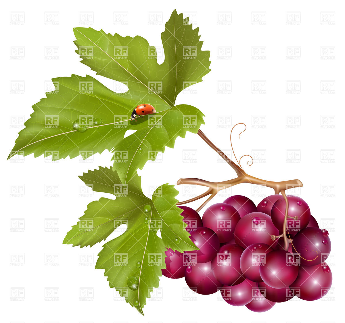 Grape Cluster With Green Leaves Vector Image Of Plants And Animals 1200x1125 Grape Cluster With Green Leaves Vector Image Of Plants And Animals