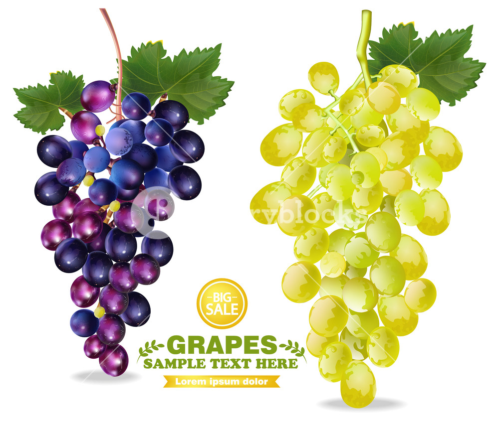 Grapes Vector Realistic Isolated Bunch Detailed Illustration 1000x865 Grapes Vector Realistic Isolated Bunch Detailed Illustration