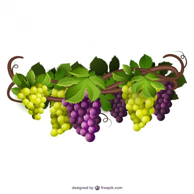 Grapes Vectors, Photos And Free Download 626x626 Grapes Vectors, Photos And Free Download