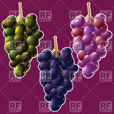 Grapes Clusters Vector Image Of Food And Beverages Robertosch 453x453 Grapes Clusters Vector Image Of Food And Beverages Robertosch