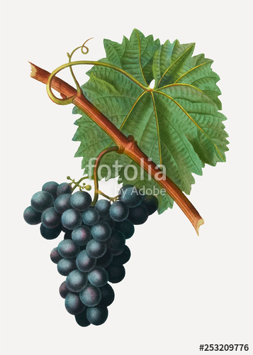 Blue Grape Cluster Stock Image And Royalty Free Vector 357x500 Blue Grape Cluster Stock Image And Royalty Free Vector