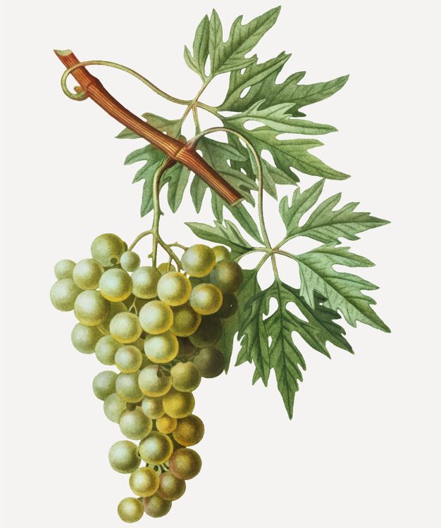 Green Grape Cluster Free Vector 626x750 Green Grape Cluster Free Vector