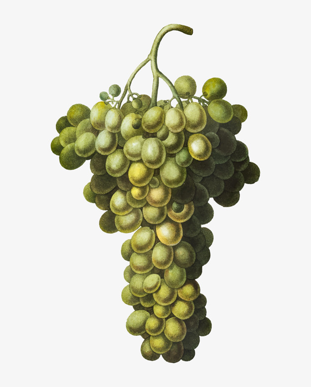 Green Grape Cluster Vector Free Download 626x780 Green Grape Cluster Vector Free Download