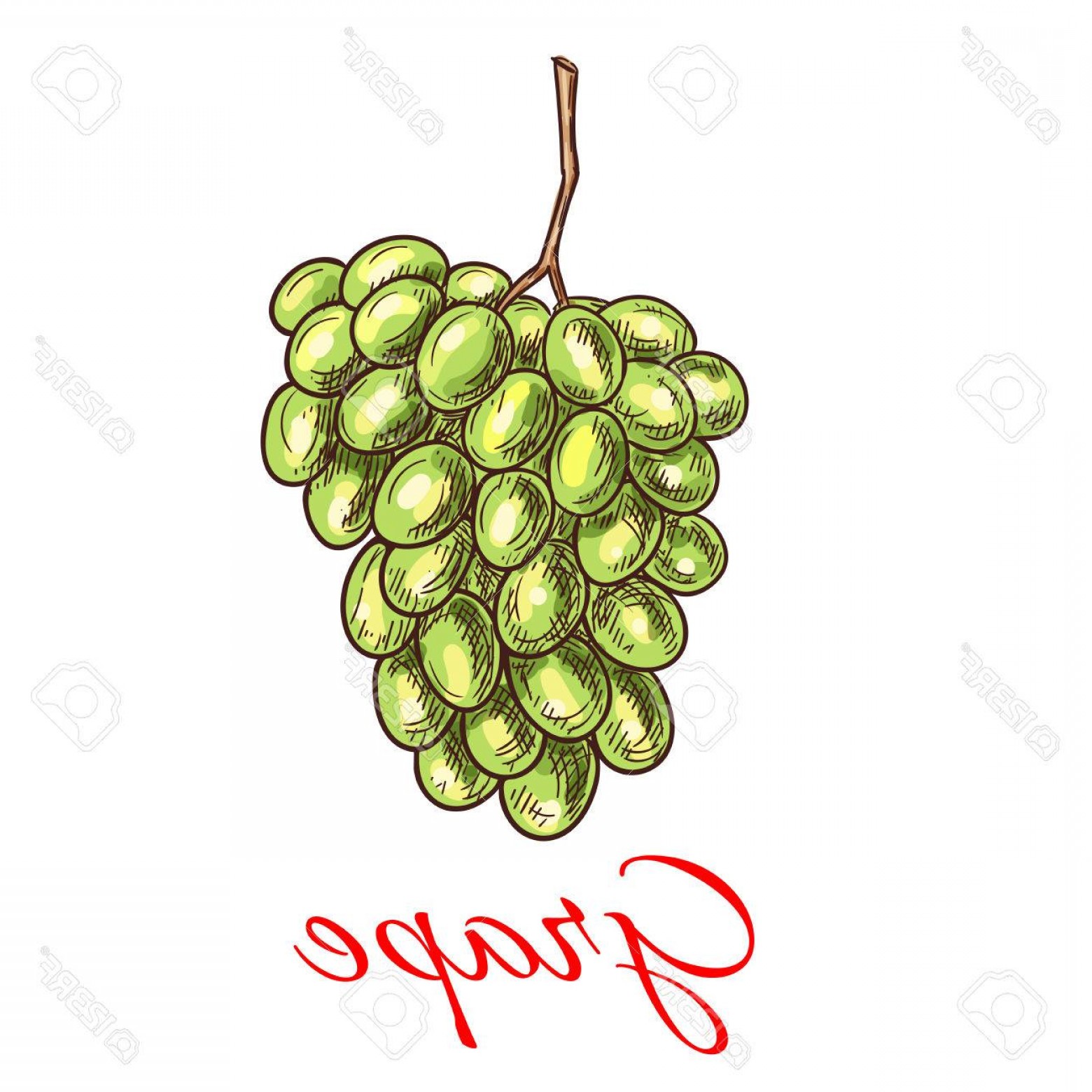 Photostock Vector Grape Bunch Of Green White Grapes Vector Sketch 1560x1560 Photostock Vector Grape Bunch Of Green White Grapes Vector Sketch