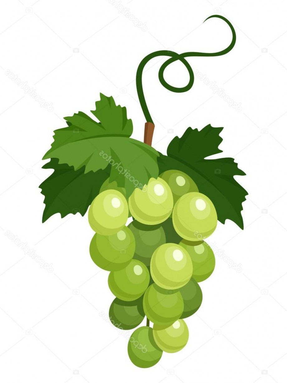 Stock Illustration Bunch Of Green Grapes Vector Soidergi 921x1228 Stock Illustration Bunch Of Green Grapes Vector Soidergi