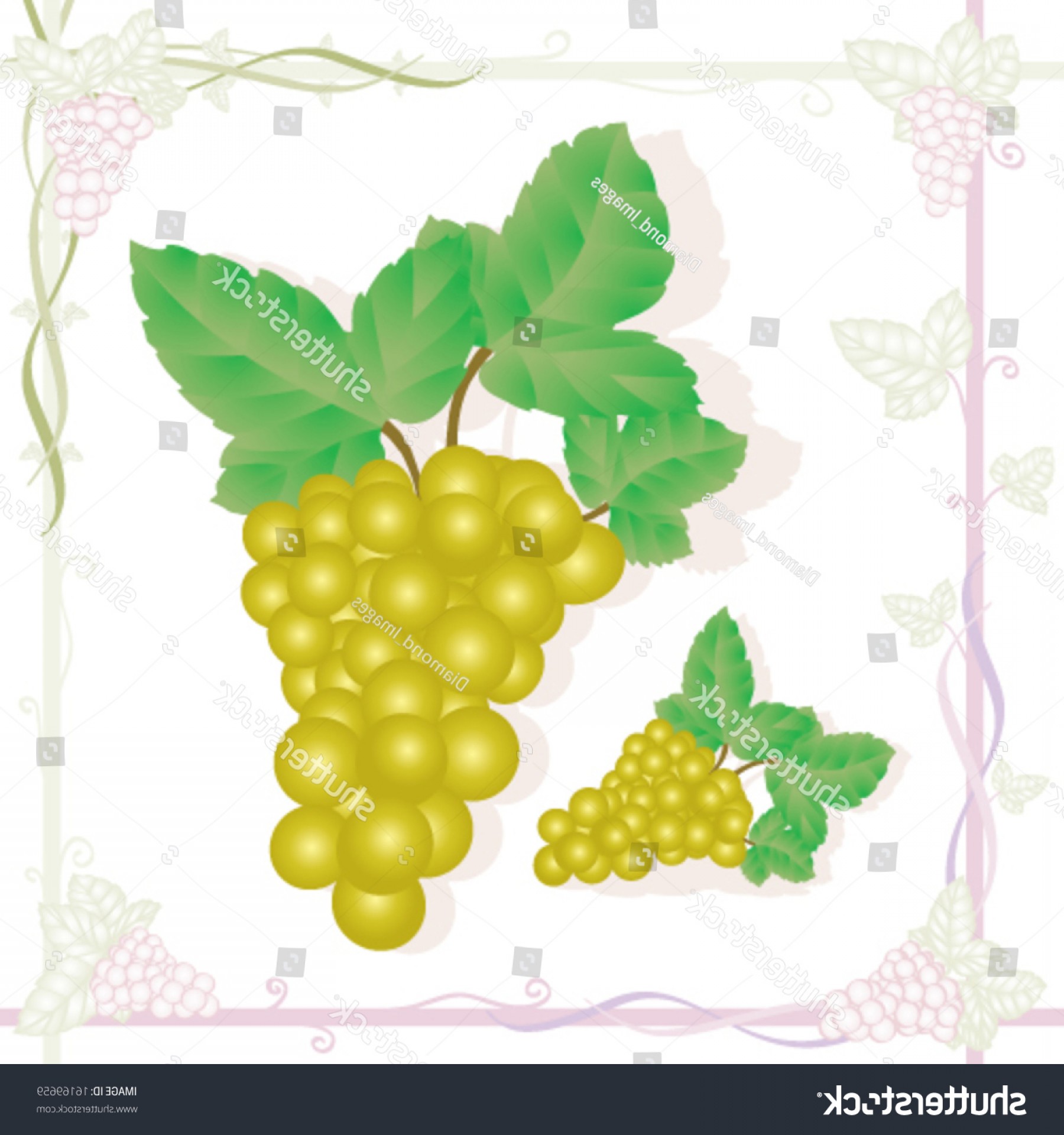 Vector Grapes Catamart 1800x1920 Vector Grapes Catamart