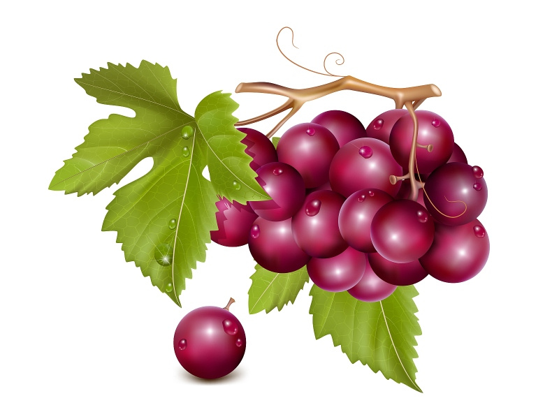 Vector Illustration Grape Cluster With Green Leaves 800x600 Vector Illustration Grape Cluster With Green Leaves