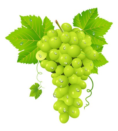 White Grape Cluster Royalty Free Vector Graphics 407x450 White Grape Cluster Royalty Free Vector Graphics