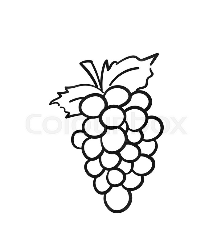 Bunch Of Grapes With Leaf Sketch Icon Stock Vector Colourbox 704x800 Bunch Of Grapes With Leaf Sketch Icon Stock Vector Colourbox