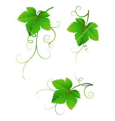 Grape Leaf Vector