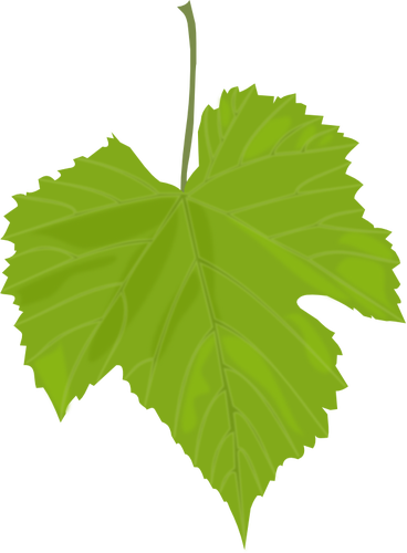 368x500 Grape Leaf Vector Image