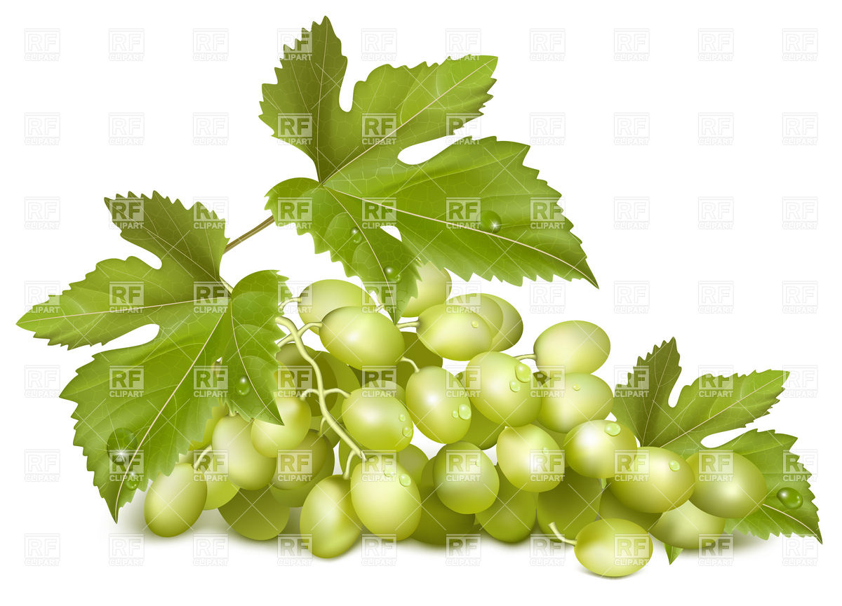 1200x864 Green Bunch Of Grapes With Leaves Vector Image Of Food