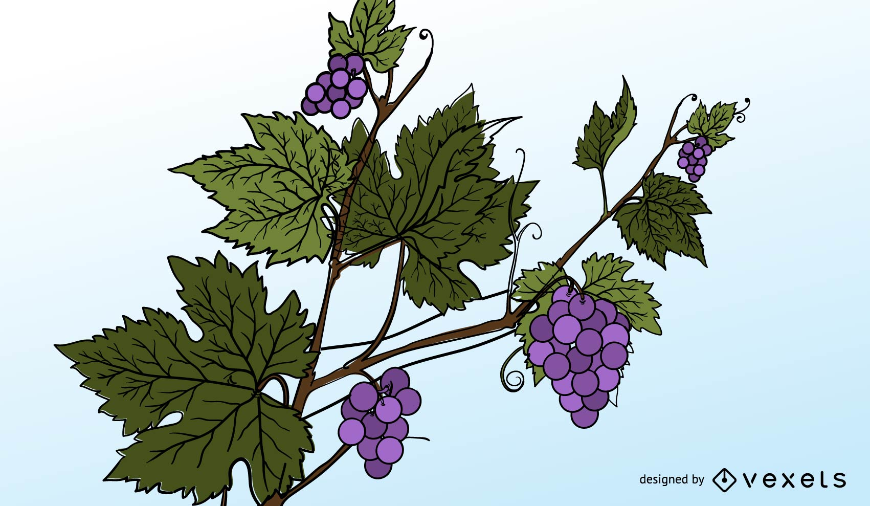 1701x989 Purple Grapes And Grape Leaves Vector