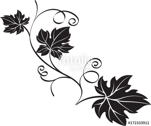500x418 Black Grape Branch With Leaves Isolated On White Background