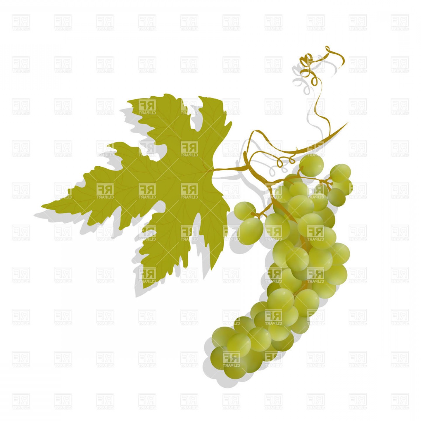 1440x1440 Bunch Of Grapes And Leaf Vector Clipart Hoodamathrun