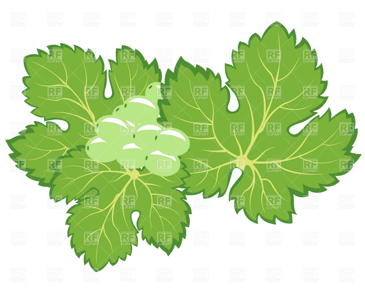 1200x960 Bunch Of Grapes With Leaves Vector Image Of Plants And Animals