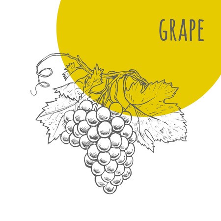 450x450 Grape Vector Freehand Pencil Drawn Sketch Illustration Of Grapes