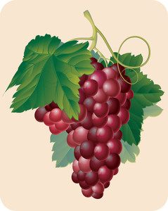 239x300 Grape Vector Sketch Royalty Free Stock Image