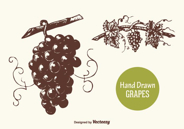 700x490 Grapes Free Vector Art