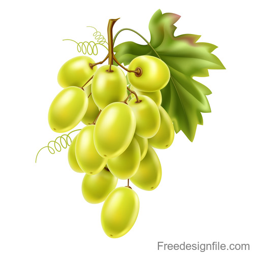 500x500 Green Grape Vector Illustration Material Free Download