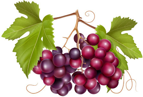 477x325 Grape Free Vector Download