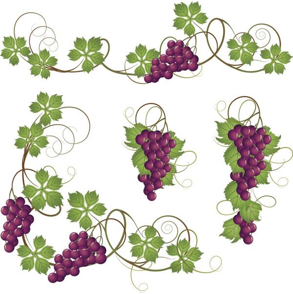600x601 Free Grapes Vectors