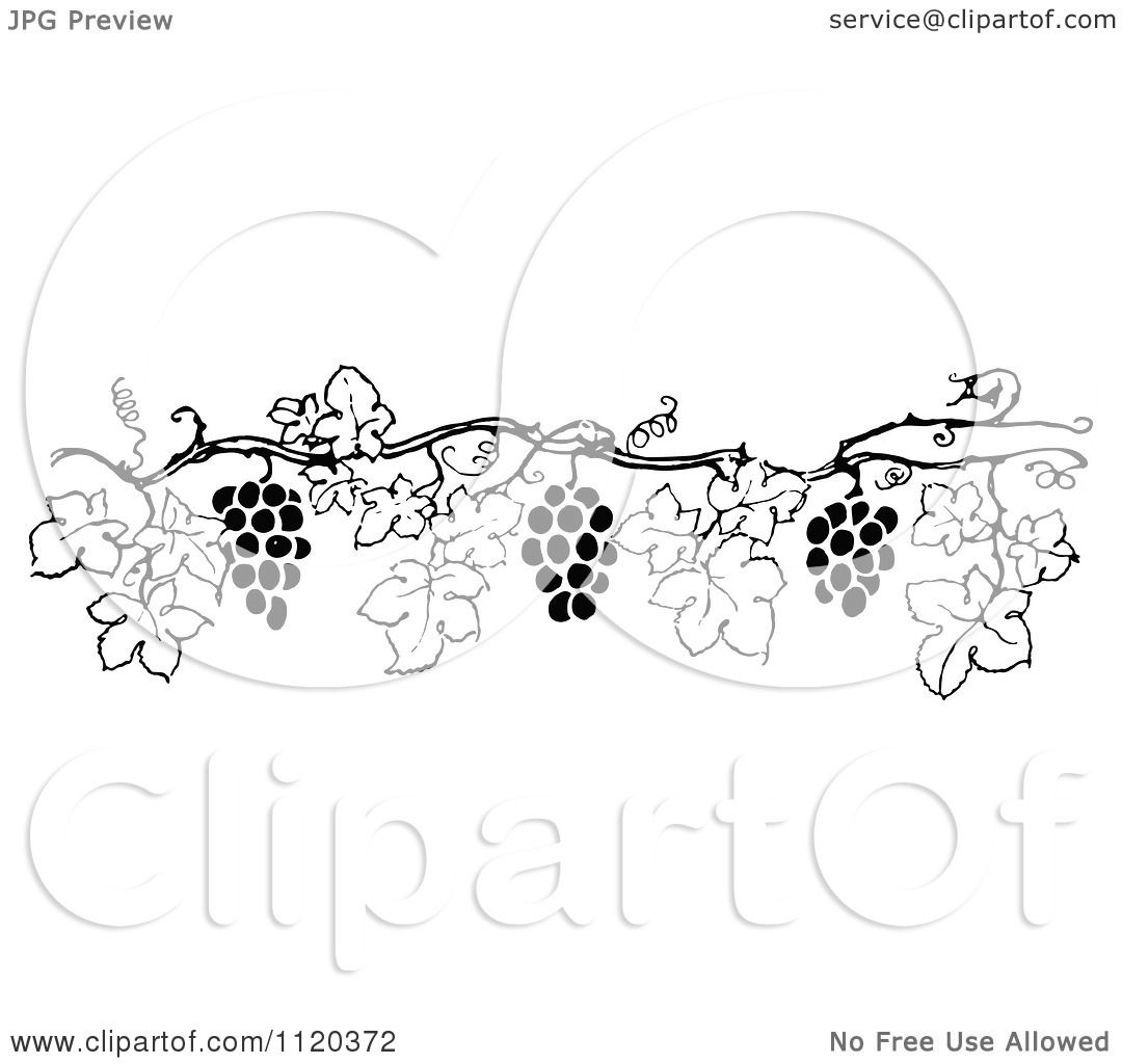 Grape Vine Border Vector
