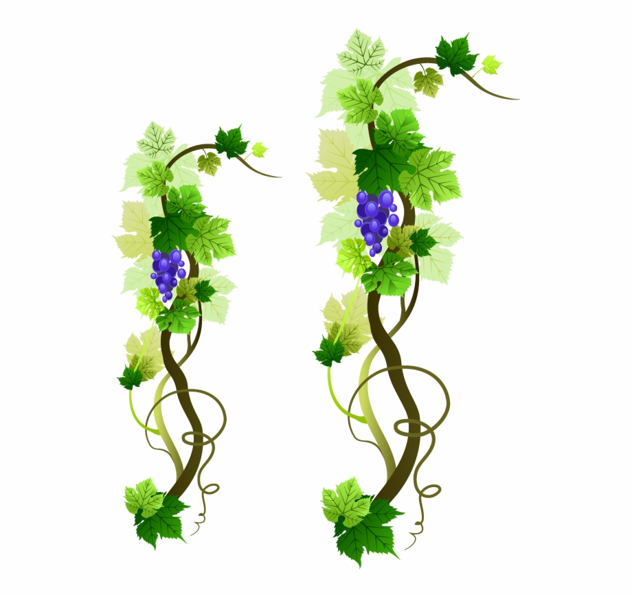 920x869 Grape Vine Png Images
