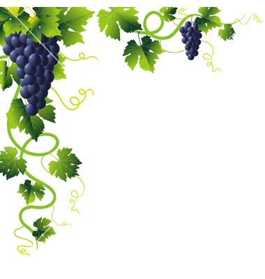 380x400 Grape Vines Vector