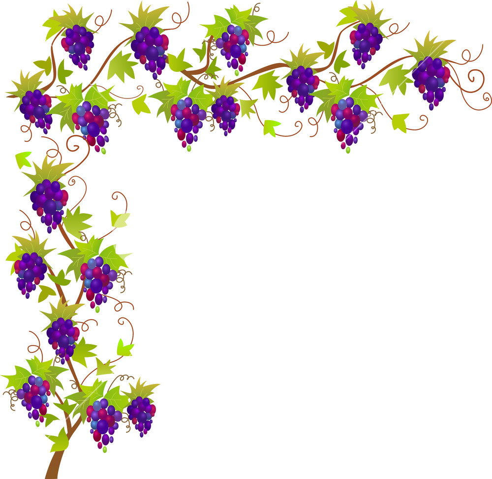1000x973 Grapevine Vector Border Royalty Free Stock Image
