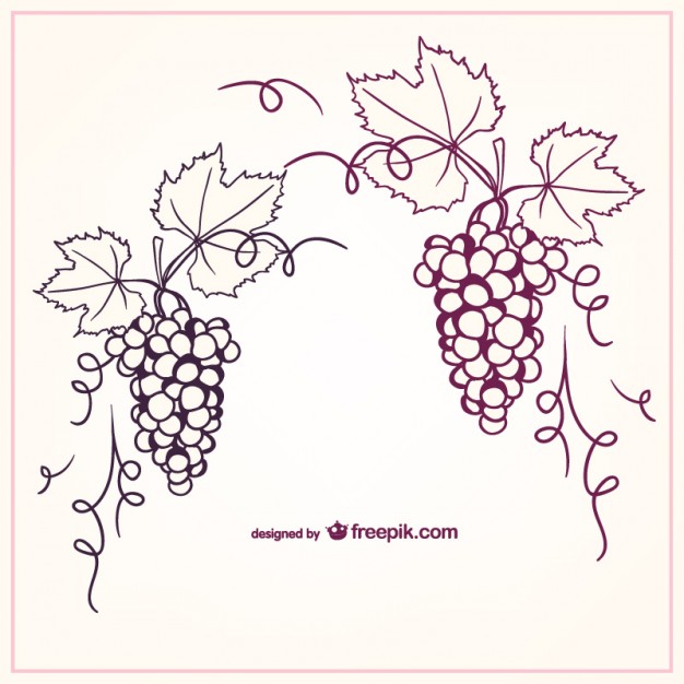 626x626 Grapevine Vectors, Photos And Free Download
