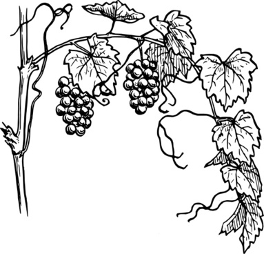 383x368 Free Grapevine Vectors Free Vector Download