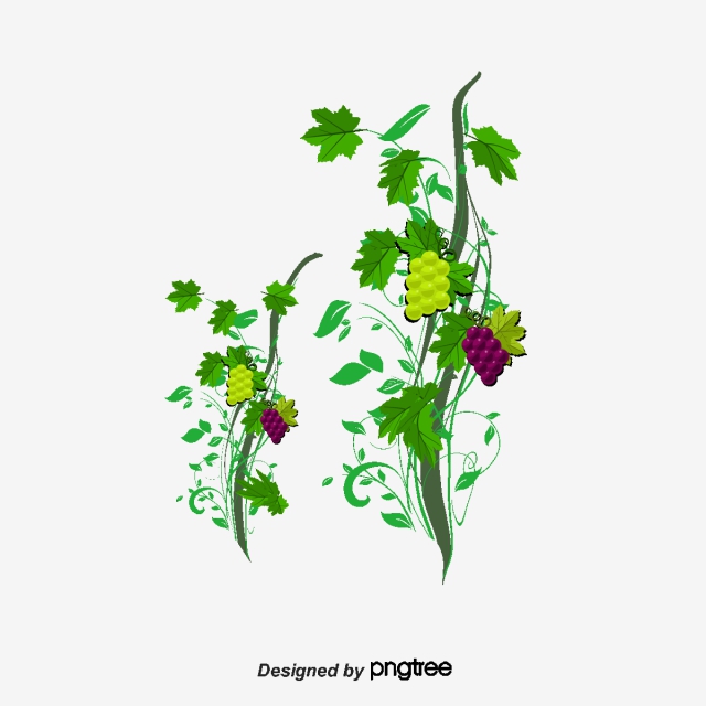640x640 Grape Vine Png, Vector, And Clipart With Transparent