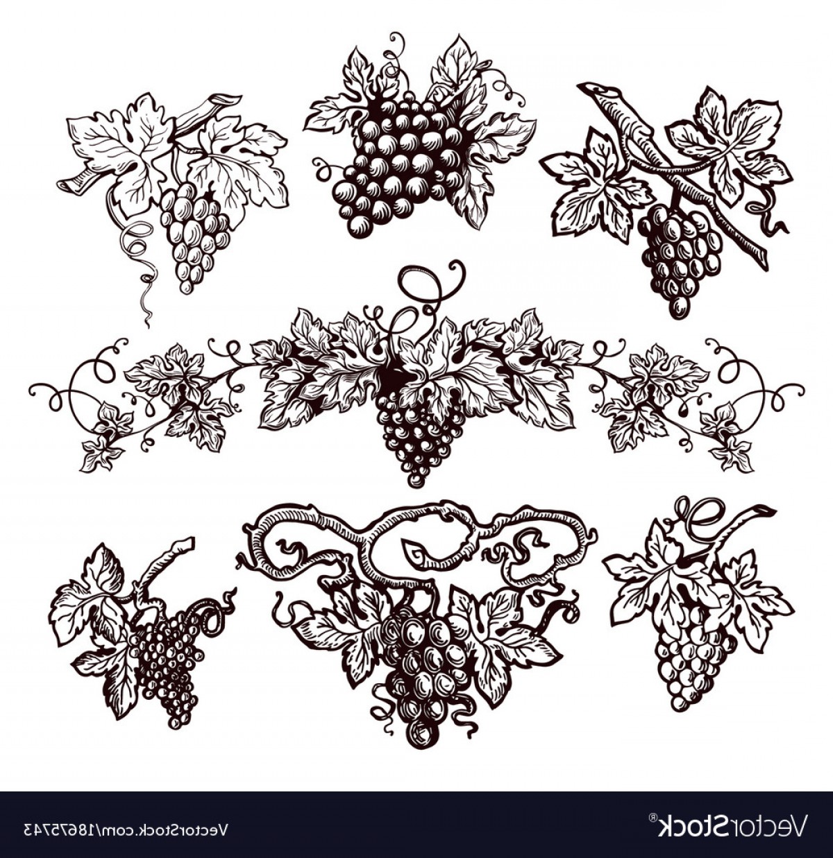1200x1237 Grape Vine Vintage Sketch Icons For Wine Vector Geekchicpro