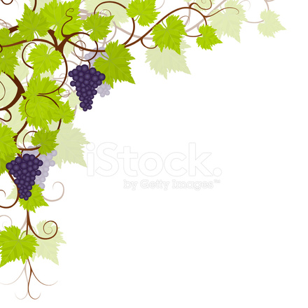 440x440 Grape Vines Vector Stock Vector