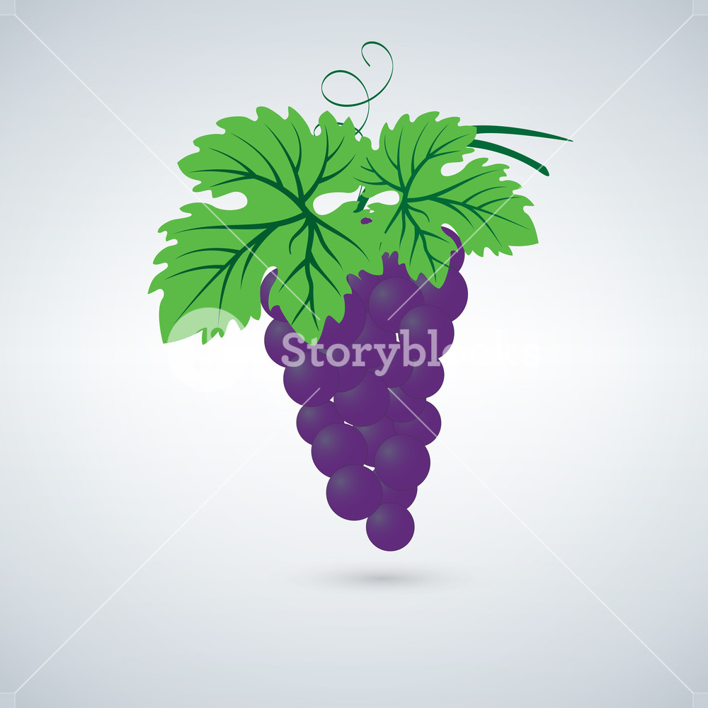 1000x1000 Grape Vine Vector Icon In Purple And Green Color Simple
