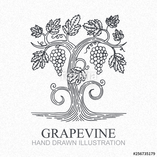 500x500 Grape Vine Vineyard Engraving Style Hand Drawn Vector