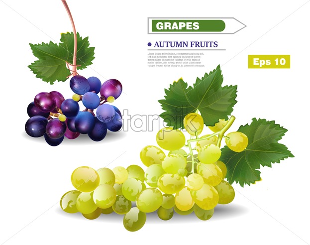 623x492 Grapes Vine Vector Realistic Template Autumn Harvest Fruits