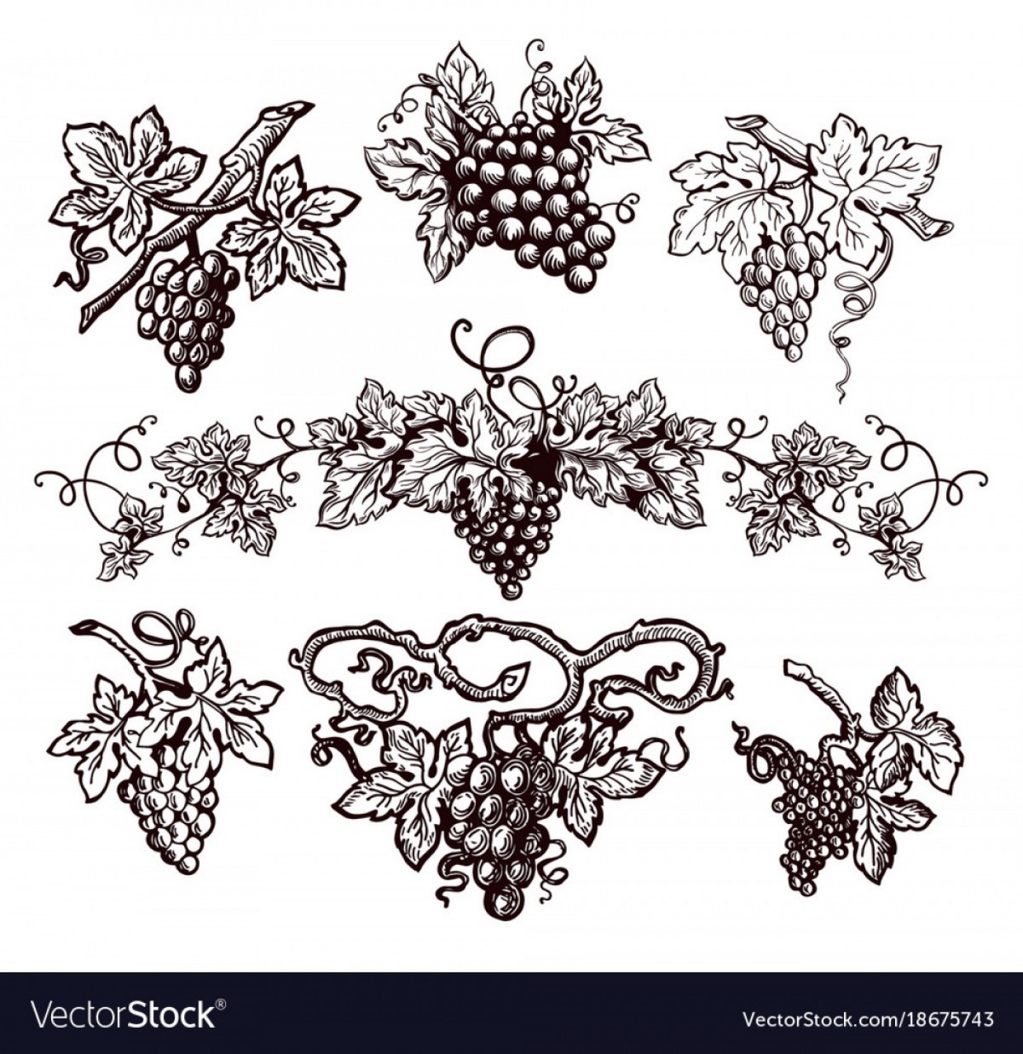 1440x1484 Hd Vine Vector Art Handandbeak