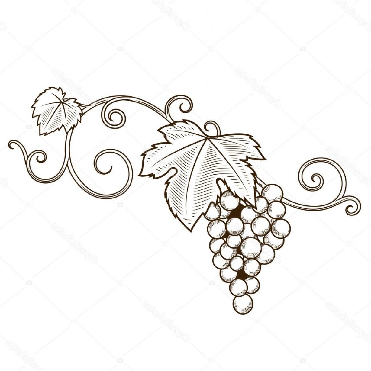 1228x1228 Stock Illustration Grape Vine Branches Ornament Vector Soidergi