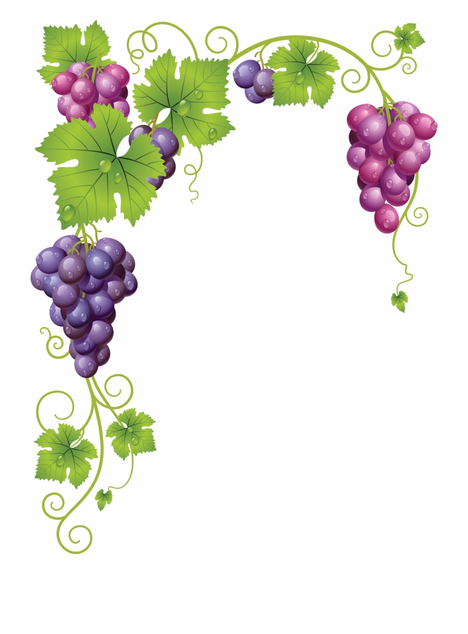 920x1245 Transparent Grapes Vine Clipart