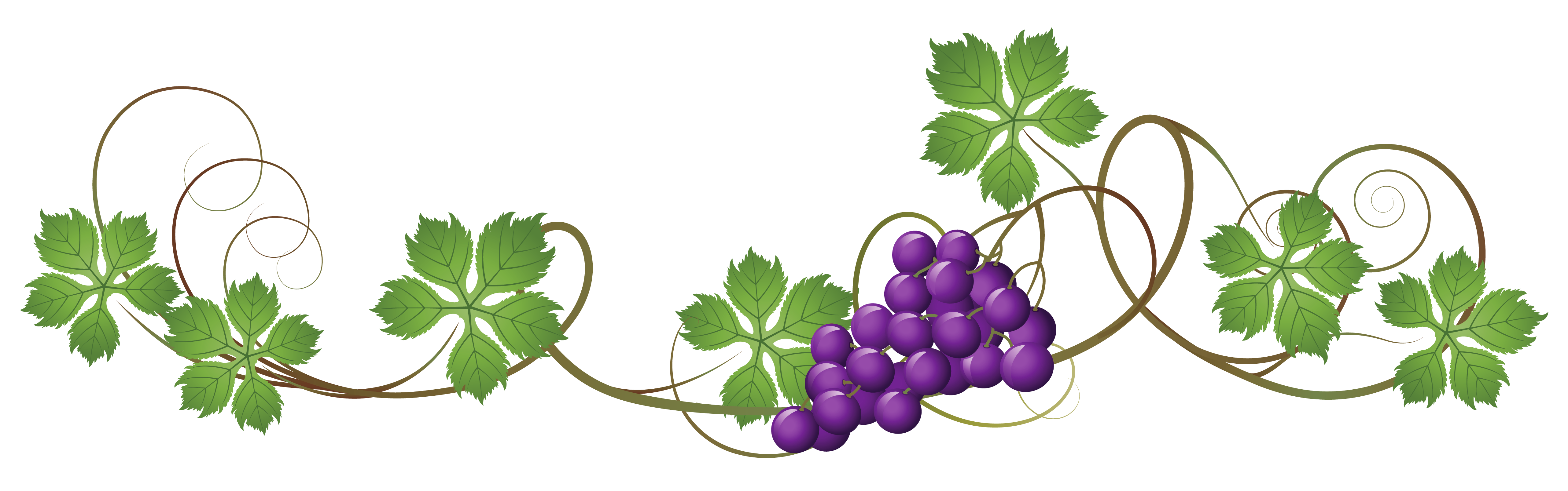 5130x1608 Download Free Png Grape Vine Vector Png For Free Download