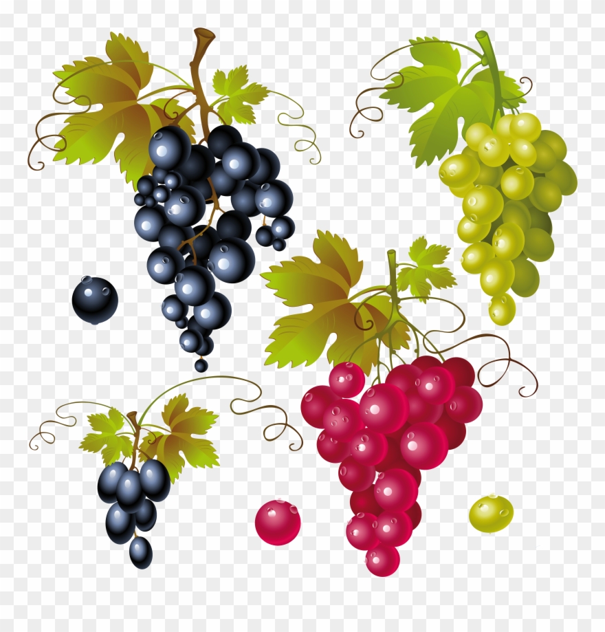 880x919 Grape Vine Vector Png Image Free Stock
