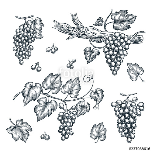 500x500 Grape On Vine Vector Sketch Illustration Hand Drawn Isolated