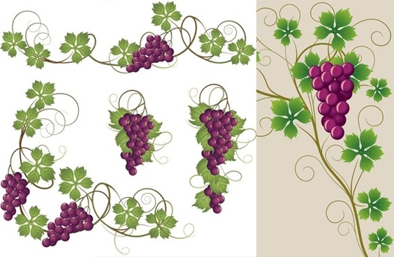 564x368 Grape Vine Corner Free Vector Download