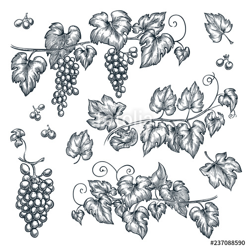 500x500 Grape Vine Sketch Vector Illustration Hand Drawn Isolated Design