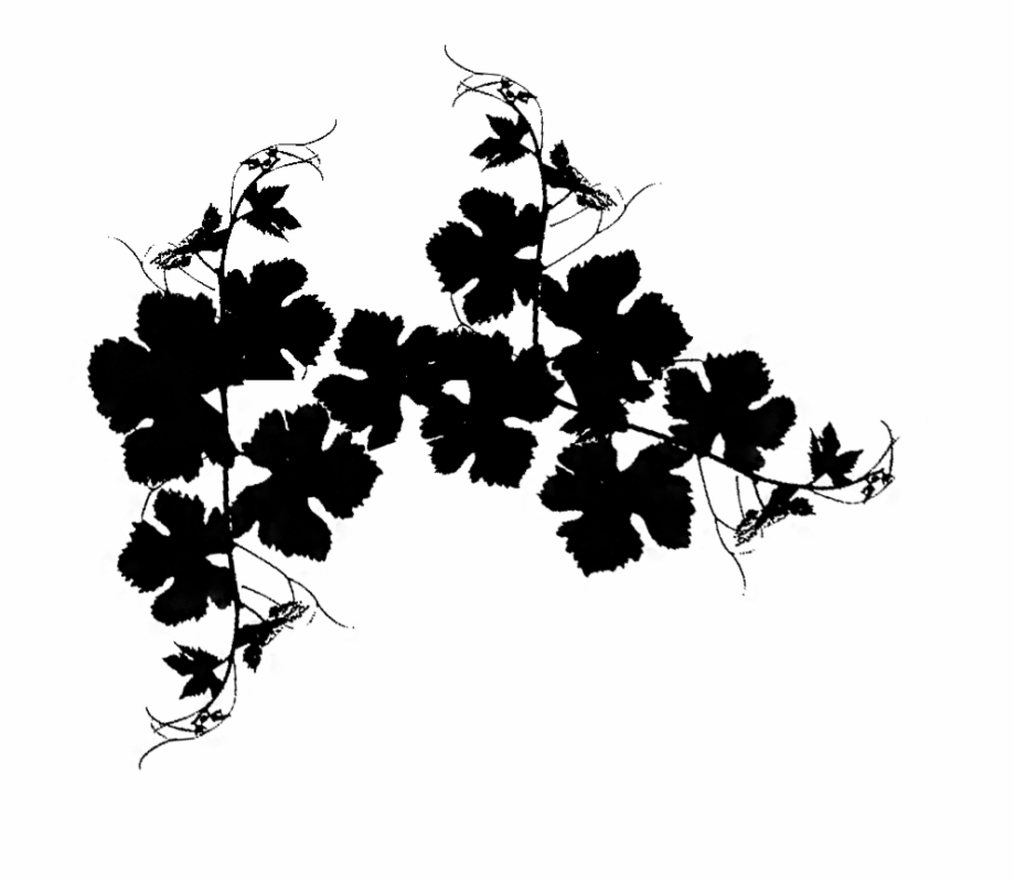 920x799 Grapevine Vector Grape Vine