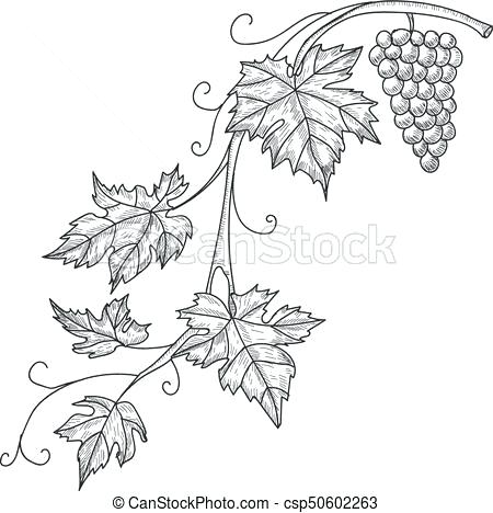 450x468 Grape Vine Art